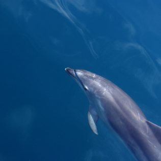 a dolphin swimming in the water