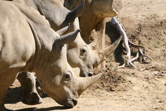 Rhino's at Hamilton Zoo