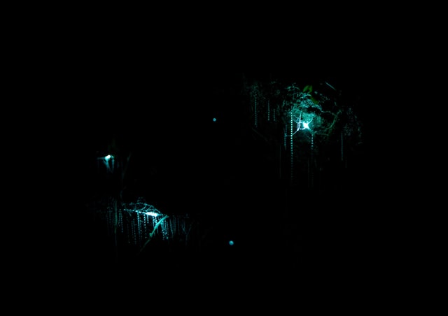 Glowworms at the Waitomo Caves