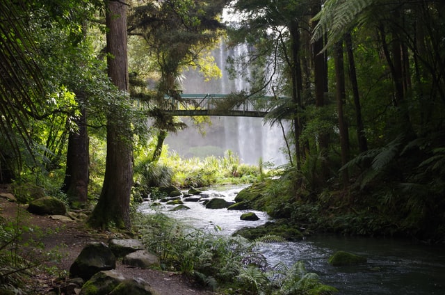 Whangarei Falls.