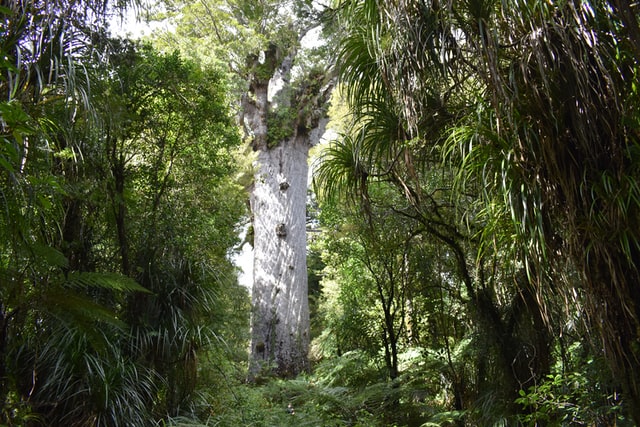 Tane Mahuta in Waipoua Forest
