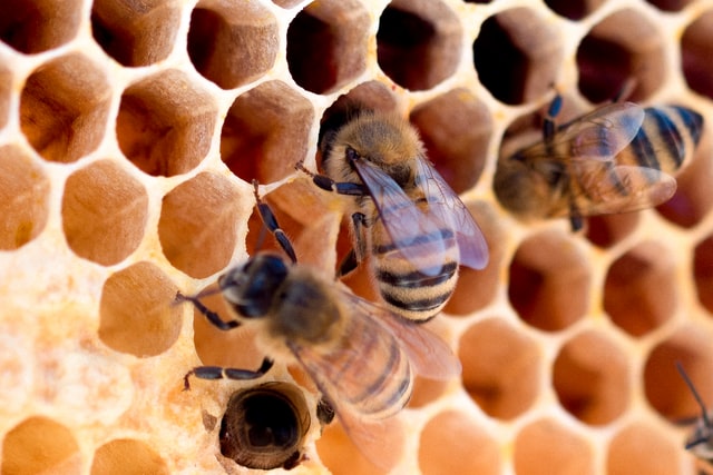 Bees making honey