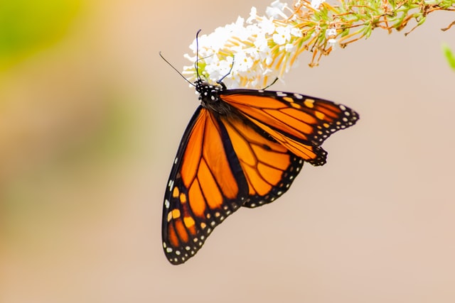 monarch butterfly on a flower