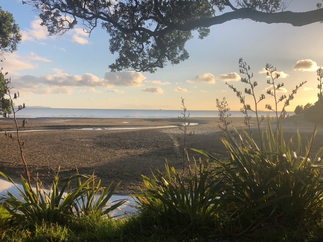 view of long bay beach in auckland through flax 