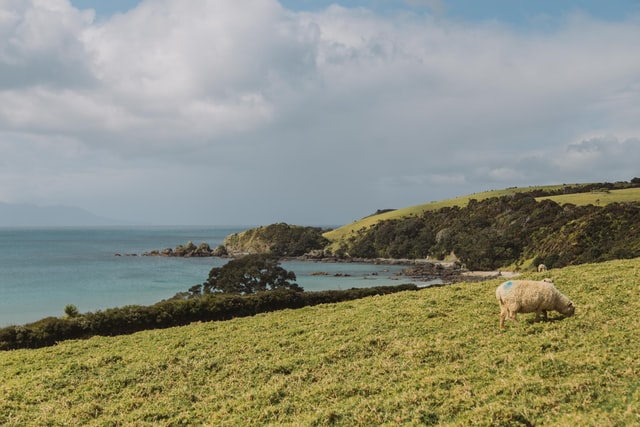 green hills looking out to sea in tawharanui regional park