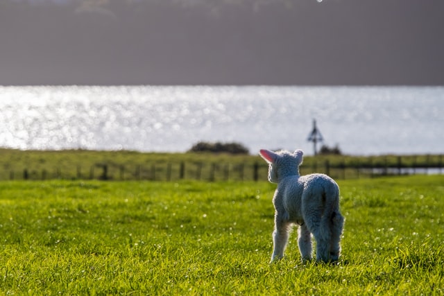 lamb looking towards to water on a farm at ambury regional park