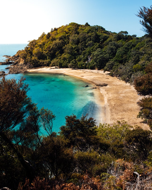 Whale bay beach, northland