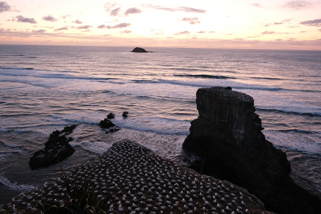 view overlooking a gannet colony at muriwai beach