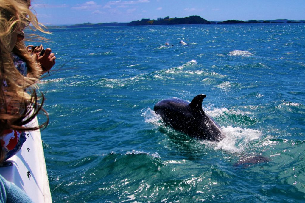 people on boat taking photo of dolphin