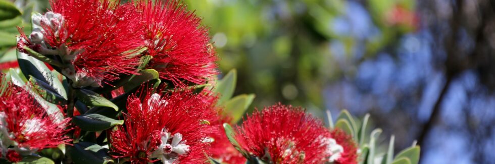 pohutakawa tree in flower with blue sky in background